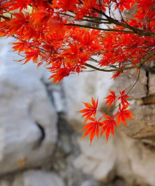 枫叶的花语——秋天的独特韵味（美丽红枫）