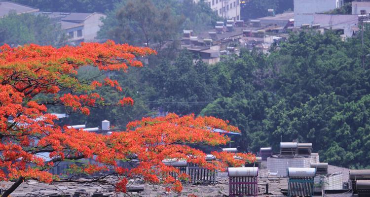 凤凰花的花语（凤凰花的美丽与神秘）