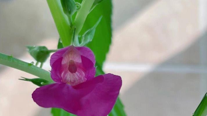 凤仙花花语之美——繁荣与魅力（红色凤仙花传递的爱与热情）