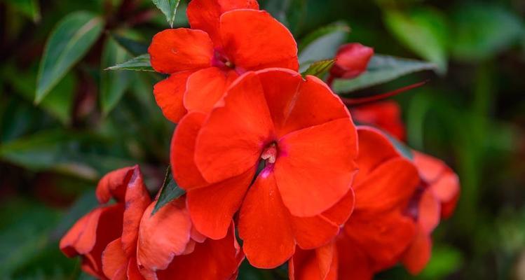 凤仙花花语之美——繁荣与魅力（红色凤仙花传递的爱与热情）