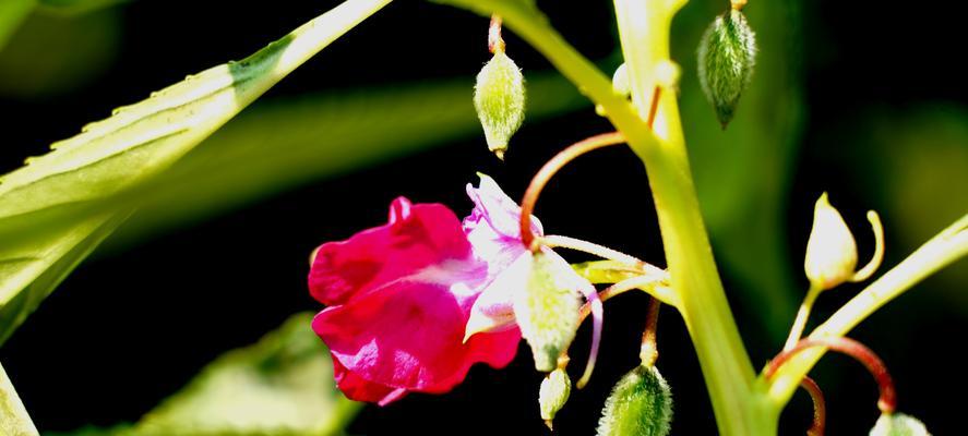 凤仙花花语之美——繁荣与魅力（红色凤仙花传递的爱与热情）