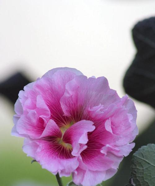 芙蓉花的寓意与象征（傲立水面的芙蓉花）