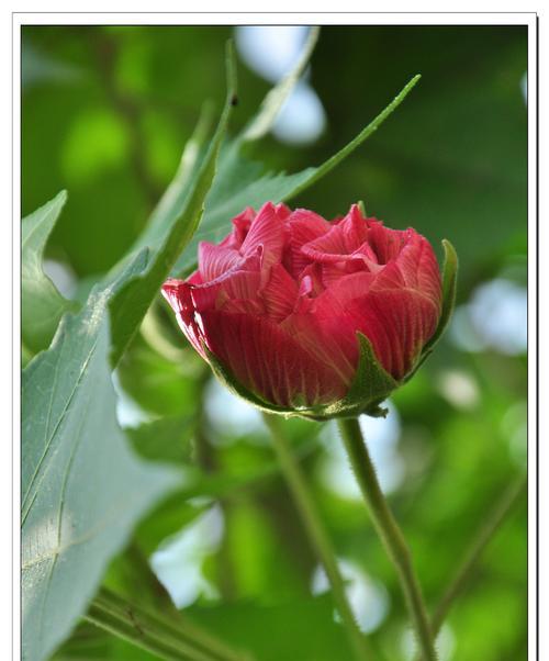 芙蓉花的寓意与象征（傲立水面的芙蓉花）