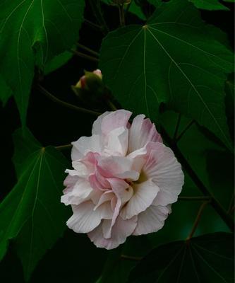 芙蓉花的花语——美丽与坚韧的象征（挺立不倒）