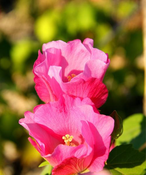 芙蓉花的花语——美丽与坚韧的象征（挺立不倒）