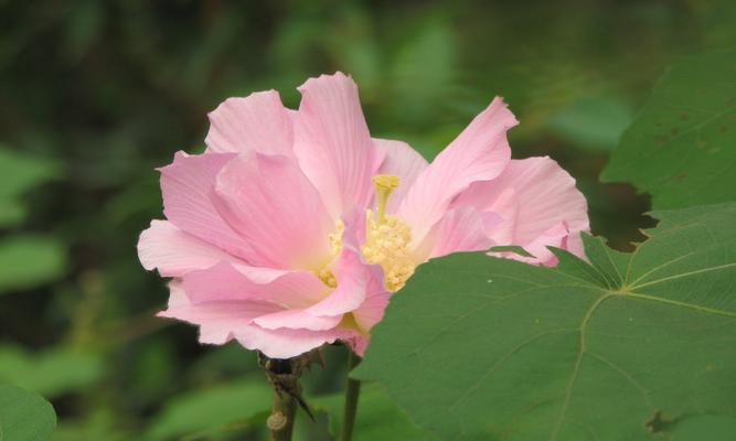 芙蓉花的花语与寓意（探寻芙蓉花的丰富内涵）