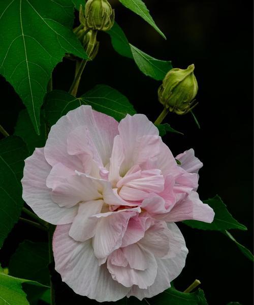 芙蓉花的花语与寓意（探寻芙蓉花的丰富内涵）