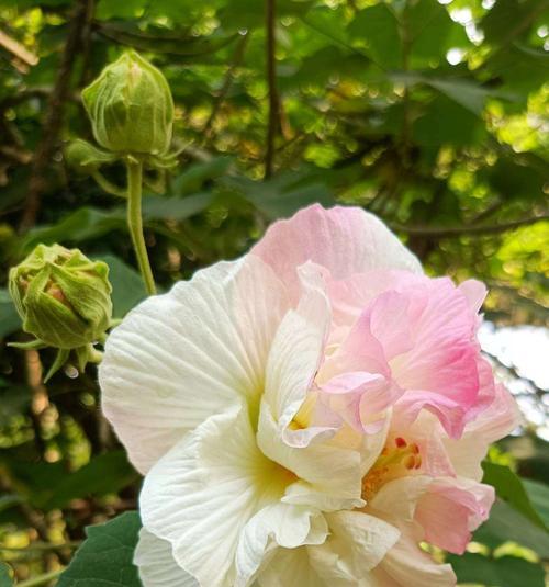 芙蓉花的花语与寓意（探寻芙蓉花的丰富内涵）