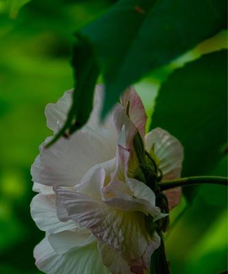 木芙蓉花语（借木芙蓉花解读人生的美好意义）