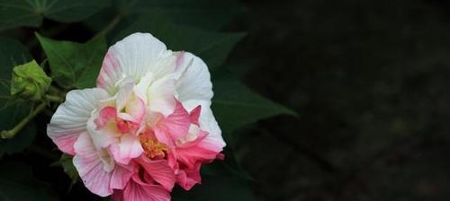 木芙蓉花语（借木芙蓉花解读人生的美好意义）