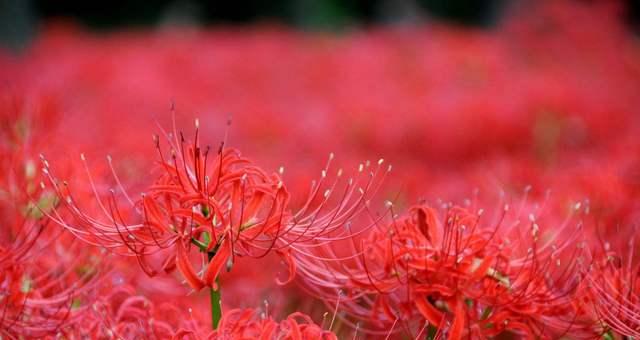 芙蓉树花语（从芙蓉树花语中感悟生活之美）