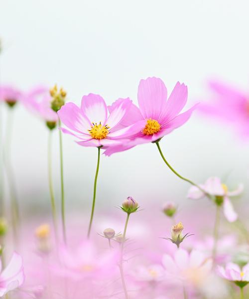 芙蓉树花语（从芙蓉树花语中感悟生活之美）