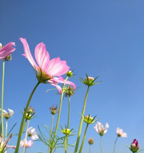 格桑花的花语（格桑花）