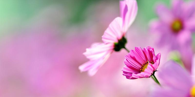 格桑花（探寻格桑花在生活中的深刻意义）