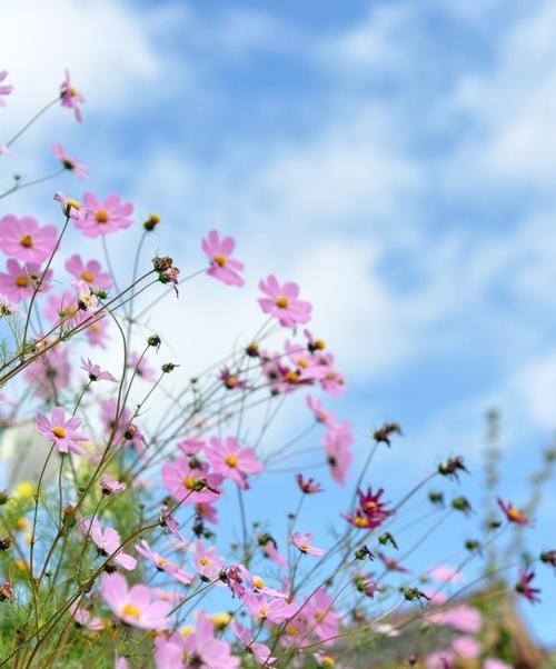 格桑花的寓意和花语（探寻格桑花的美丽与含义）