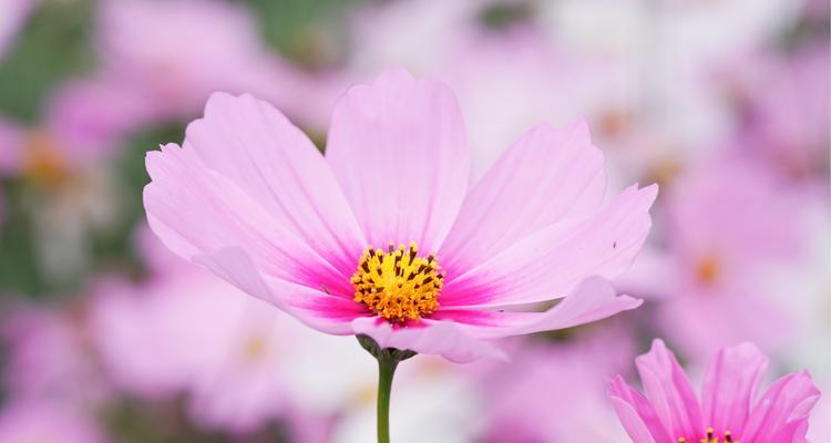 格桑花花语（用格桑花的花语感悟生命的力量）