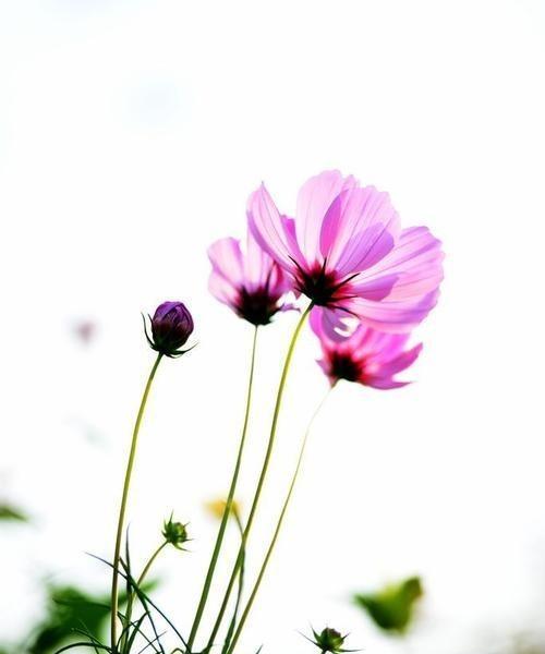 格桑花花语（格桑花）