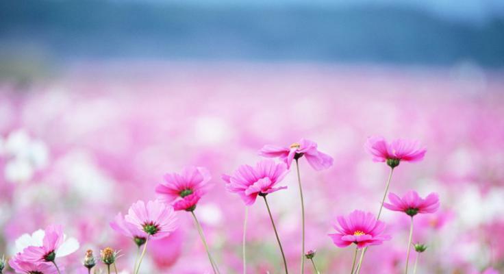 格桑花花语（格桑花）