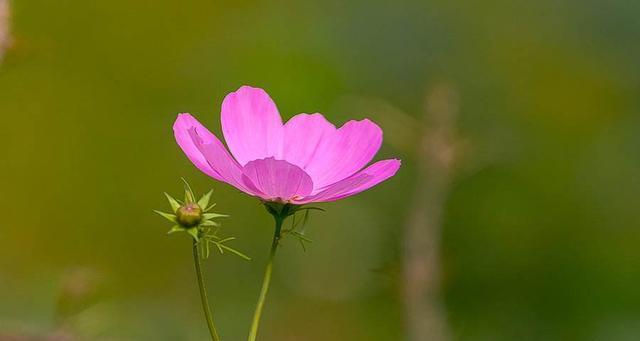 格桑花花语（格桑花）