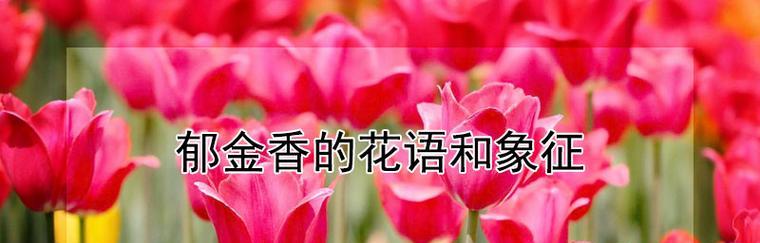 郁金香花语的奇妙世界（探秘郁金香花语的含义与传说）