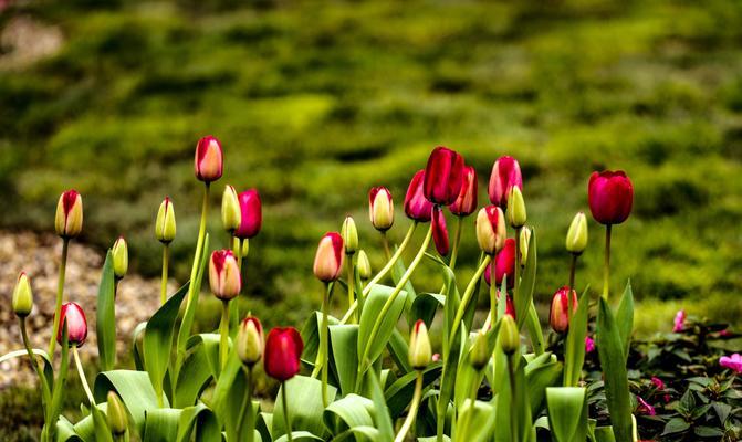 郁金香花语的奇妙世界（探秘郁金香花语的含义与传说）