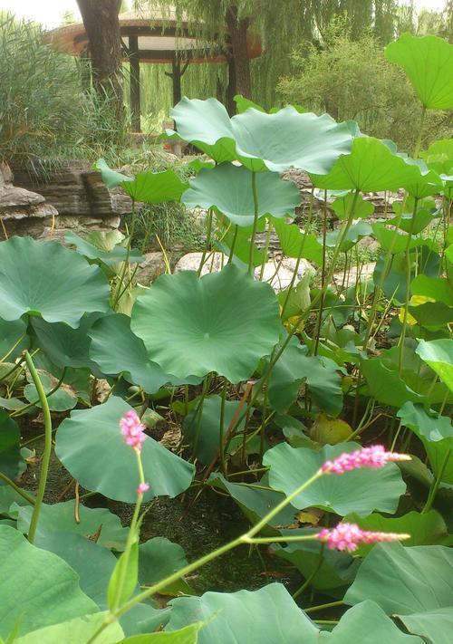 狗尾巴花的花语与意义（揭秘狗尾巴花的十五种花语）