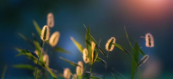 狗尾巴花的花语与意义（揭秘狗尾巴花的十五种花语）