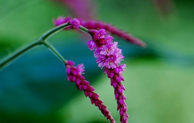 狗尾草花语的奇妙世界（探秘狗尾草的花语与意义）