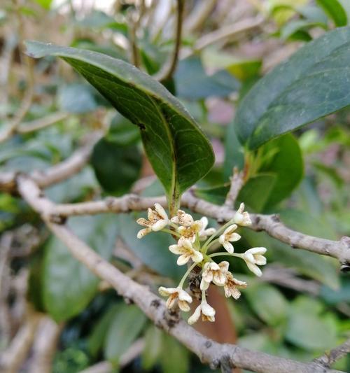 桂花之香--花开如梦（桂花的花语与象征）