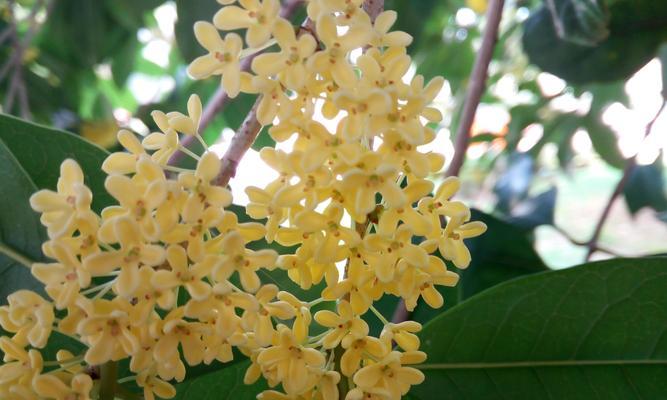 桂花花语与寓意（桂花香）