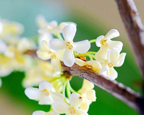 桂花的花语及寓意（传承千年的芬芳之谜）