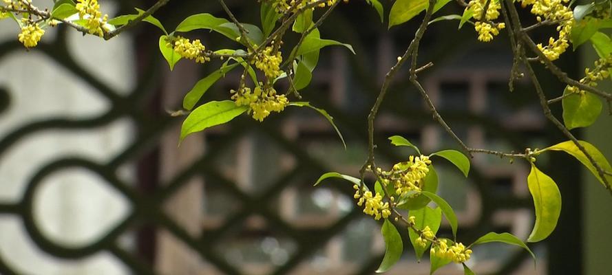 四季桂花（四季桂花的香气传递出的温暖与美好）