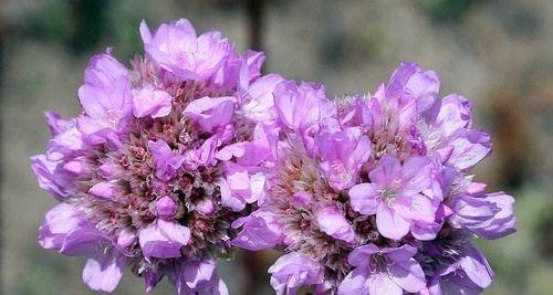 以海石竹的花语传递爱与希望（盛开的花朵传递着勇气与温暖）