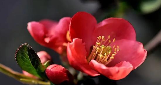 海棠花花语的象征与寓意（探寻海棠花的情感内涵与深意）