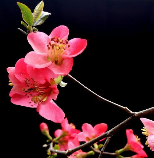 海棠树——情感的寄托（唤起思乡之情的美丽花树）