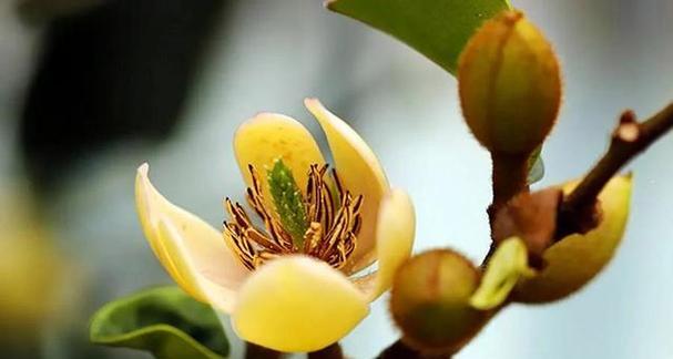 含笑花的花语与美丽神秘（深入探索含笑花的花语和魅力）