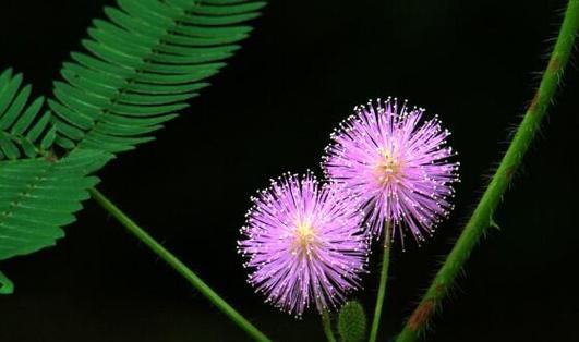 含羞草的花语和寓意（揭开含羞草的心声——深度解读含羞草的花语和寓意）