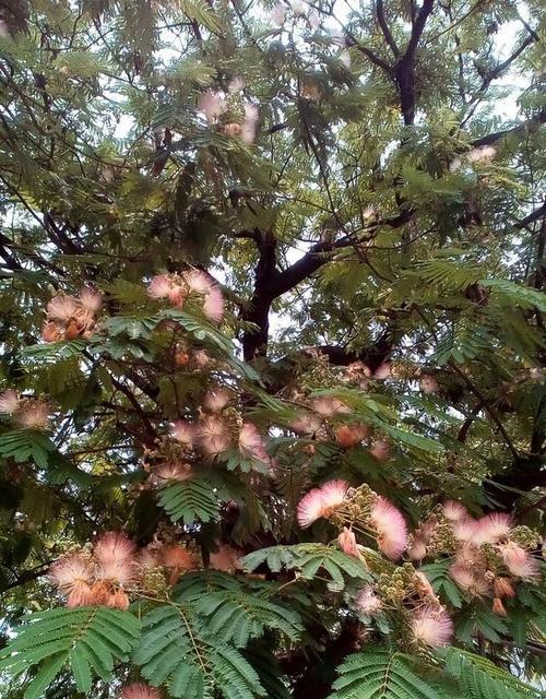 合欢花的花语与意义（探寻合欢花的神秘花语）