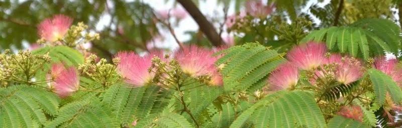 合欢花的花语与意义（探寻合欢花的神秘花语）