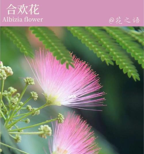 合欢花语（合欢花开）