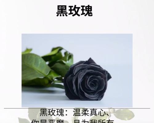 黑玫瑰的花语（揭开黑玫瑰背后的意义）