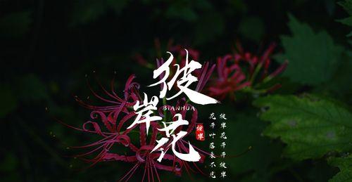 黑色彼岸花（探索黑色彼岸花的花语与意义）