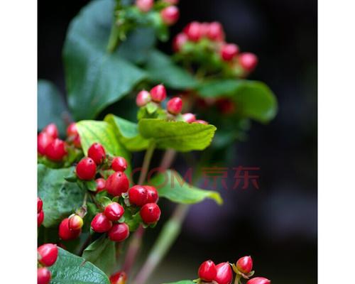 红豆花的花语与寓意（红豆花的美丽绽放）