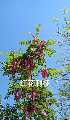 红花刺槐花语（探寻红花刺槐的花语之美）