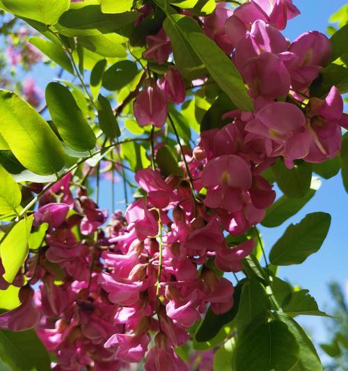 红花刺槐花语（探寻红花刺槐的花语之美）