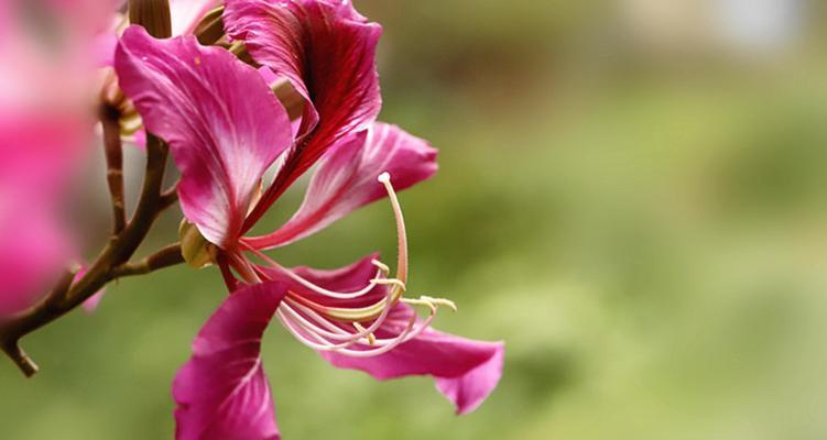 红花羊蹄甲的花语及其寓意（红花羊蹄甲）