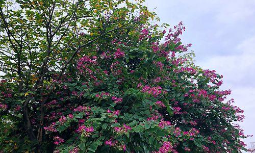 红花羊蹄甲的花语及其寓意（红花羊蹄甲）