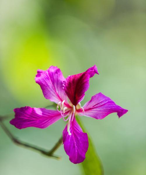 红花羊蹄甲的花语及其寓意（红花羊蹄甲）