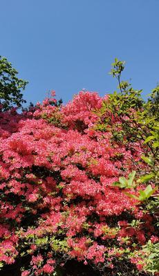 红色杜鹃花（杜鹃花盛放）