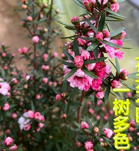 松红梅花的花期及特点（什么时候开花）